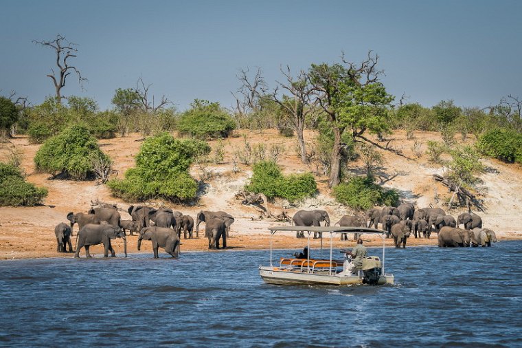 020 Botswana, Chobe NP, olifanten.jpg